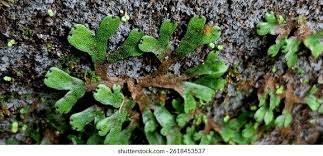 Image result for Marchantia polymorpha