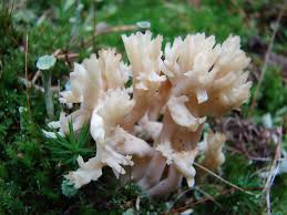 Attēlu rezultāti vaicājumam “Clavulina coralloides”