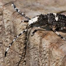 Attēlu rezultāti vaicājumam “Platystomos albinus”