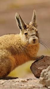Image result for viscacha