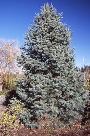 Attēlu rezultāti vaicājumam “Abies concolor”