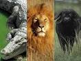 Video Captures Animal Battle for Survival - ABC News