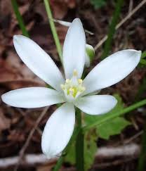Attēlu rezultāti vaicājumam “Ornithogalum umbellatum flower”