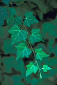 Attēlu rezultāti vaicājumam “Hedera helix  leaf”