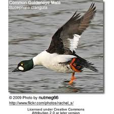 Attēlu rezultāti vaicājumam “Bucephala clangula”