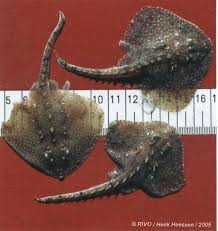 Image result for Amblyraja radiata