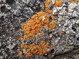 Attēlu rezultāti vaicājumam “Caloplaca saxicola”