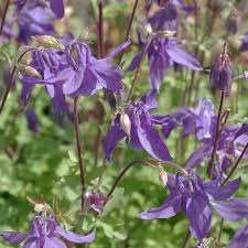 Image result for Akelei