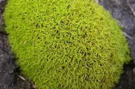 Attēlu rezultāti vaicājumam “Tortella tortuosa”