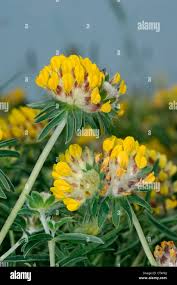 Attēlu rezultāti vaicājumam “Anthyllis vulneraria leaf”