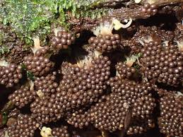 Attēlu rezultāti vaicājumam “Lindbladia tubulina”