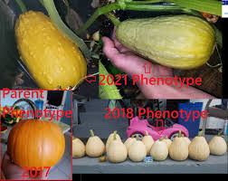 Attēlu rezultāti vaicājumam “Cucurbita pepo fruit”