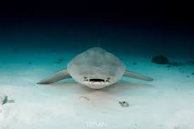 Image result for Ginglymostoma unami