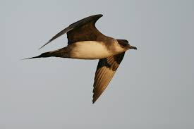 Attēlu rezultāti vaicājumam “Stercorarius parasiticus adult”