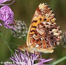 Attēlu rezultāti vaicājumam “Boloria titania underside”