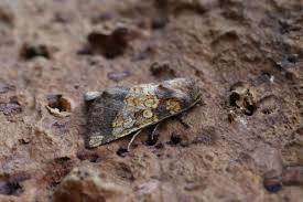 Attēlu rezultāti vaicājumam “Gortyna flavago”