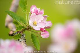 Attēlu rezultāti vaicājumam “Malus domestica flower”