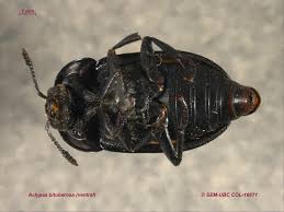 Attēlu rezultāti vaicājumam “Silphidae”