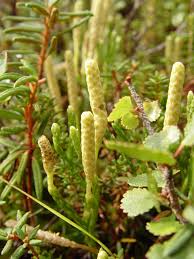 Attēlu rezultāti vaicājumam “Lycopodium annotinum”