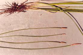 Attēlu rezultāti vaicājumam “Eleocharis palustris”