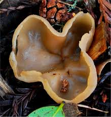 Attēlu rezultāti vaicājumam “Peziza repanda”