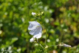 Attēlu rezultāti vaicājumam “Malva moschata alba”