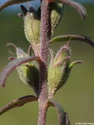 Attēlu rezultāti vaicājumam “Odontites vulgaris flower”