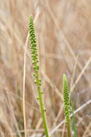 Attēlu rezultāti vaicājumam “Triglochin maritimum flower”