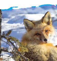 Attēlu rezultāti vaicājumam “Thecabius affinis imago”