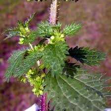Attēlu rezultāti vaicājumam “Urtica urens leaf”