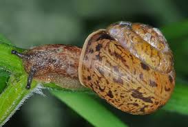 Attēlu rezultāti vaicājumam “Fruticola fruticum”