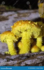 Attēlu rezultāti vaicājumam “Pholiota flammans”