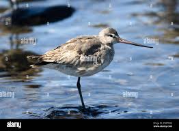 Image result for Limosa haemastica