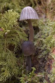 Attēlu rezultāti vaicājumam “Mycena pseudocorticola”
