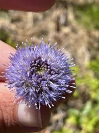 Attēlu rezultāti vaicājumam “Jasione montana leaf”