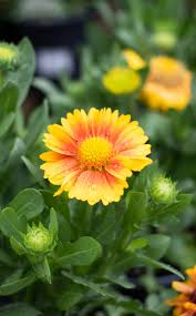 Image result for Gaillardia