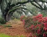 attractive photo of nature