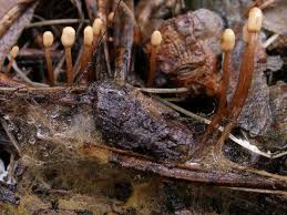 Attēlu rezultāti vaicājumam “Heyderia pusilla”