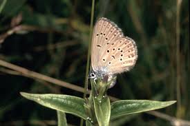 Attēlu rezultāti vaicājumam “Maculinea alcon eggs”