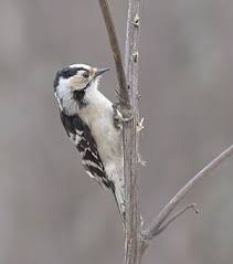 Attēlu rezultāti vaicājumam “Dendrocopos minor male”
