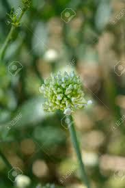 Attēlu rezultāti vaicājumam “Allium cepa bud”