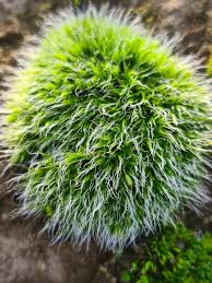 Attēlu rezultāti vaicājumam “Grimmia pulvinata”