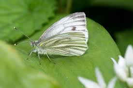 Attēlu rezultāti vaicājumam “Pieris napi female”