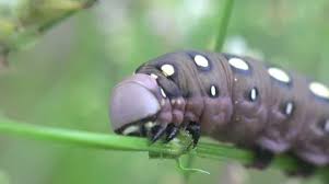 Attēlu rezultāti vaicājumam “Deilephila elpenor larva”