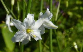 Attēlu rezultāti vaicājumam “Anthericum ramosum”
