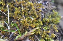 Attēlu rezultāti vaicājumam “Lophozia ventricosa”