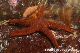 Attēlu rezultāti vaicājumam “Retinia resinella exuvia”