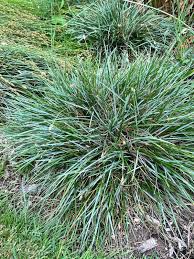 Attēlu rezultāti vaicājumam “Sesleria caerulea”