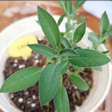 Attēlu rezultāti vaicājumam “Salvia officinalis”