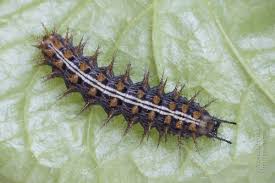Attēlu rezultāti vaicājumam “Argynnis paphia larva”